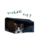 うちのキャッツ（個別スタンプ：11）
