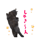 うちのキャッツ（個別スタンプ：12）