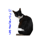 うちのキャッツ（個別スタンプ：13）