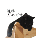 うちのキャッツ（個別スタンプ：17）