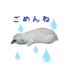 うちのキャッツ（個別スタンプ：19）