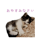 うちのキャッツ（個別スタンプ：21）