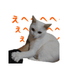 うちのキャッツ（個別スタンプ：24）