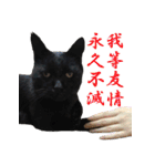 うちのキャッツ（個別スタンプ：25）