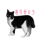 うちのキャッツ（個別スタンプ：28）