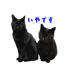 うちのキャッツ（個別スタンプ：30）