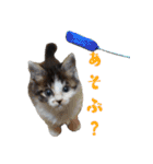 うちのキャッツ（個別スタンプ：31）
