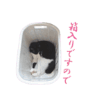 うちのキャッツ（個別スタンプ：33）