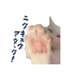 うちのキャッツ（個別スタンプ：34）