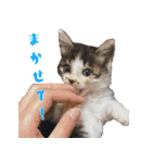 うちのキャッツ（個別スタンプ：36）