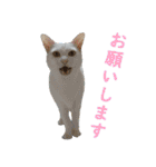 うちのキャッツ（個別スタンプ：39）