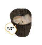 グリムくん。（個別スタンプ：15）