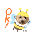 きなちゃんスタンプ3（個別スタンプ：1）