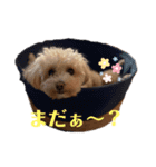 きなちゃんスタンプ3（個別スタンプ：9）