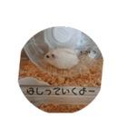 かわいいハムのすたんぷ（個別スタンプ：2）