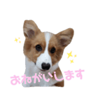 パピーコーギーラテさん③（個別スタンプ：1）