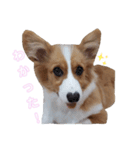 パピーコーギーラテさん③（個別スタンプ：2）