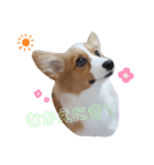 パピーコーギーラテさん③（個別スタンプ：3）