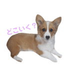 パピーコーギーラテさん③（個別スタンプ：5）