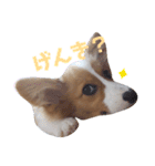 パピーコーギーラテさん③（個別スタンプ：8）