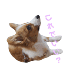 パピーコーギーラテさん③（個別スタンプ：9）