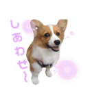 パピーコーギーラテさん③（個別スタンプ：21）