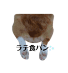 パピーコーギーラテさん③（個別スタンプ：23）