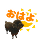 しょこにゃん（個別スタンプ：1）