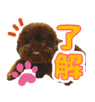 しょこにゃん（個別スタンプ：6）