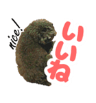 しょこにゃん（個別スタンプ：9）