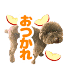 しょこにゃん（個別スタンプ：10）