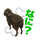しょこにゃん（個別スタンプ：11）