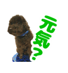 しょこにゃん（個別スタンプ：17）