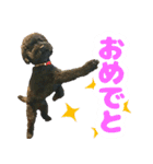 しょこにゃん（個別スタンプ：22）