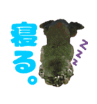 しょこにゃん（個別スタンプ：30）