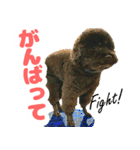 しょこにゃん（個別スタンプ：36）