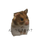 ハムスター11（個別スタンプ：1）