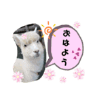 かわいいアルパカさんスタンプ②（個別スタンプ：1）