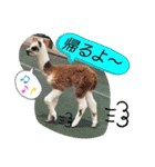 かわいいアルパカさんスタンプ②（個別スタンプ：7）