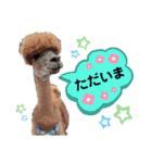 かわいいアルパカさんスタンプ②（個別スタンプ：8）