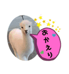 かわいいアルパカさんスタンプ②（個別スタンプ：9）