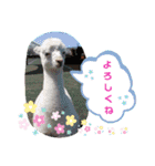 かわいいアルパカさんスタンプ②（個別スタンプ：23）