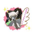 かわいいアルパカさんスタンプ②（個別スタンプ：25）