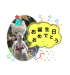 かわいいアルパカさんスタンプ②（個別スタンプ：27）