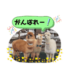 かわいいアルパカさんスタンプ②（個別スタンプ：32）