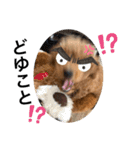 ぎんたんのスタンプ（個別スタンプ：31）
