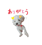 千輪（個別スタンプ：1）