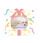千輪（個別スタンプ：2）
