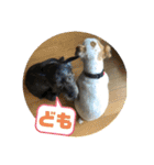 ふつーの犬おっつとくうた（個別スタンプ：1）