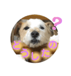 ふつーの犬おっつとくうた（個別スタンプ：2）